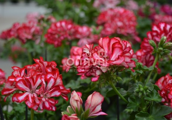 Pelargonium peltatum Atlantic Red Star