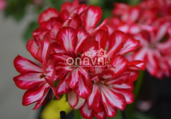 Pelargonium peltatum Atlantic Red Star