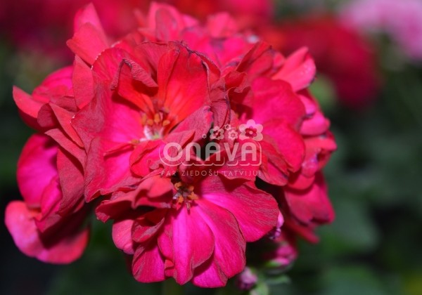 Pelargonium zonale Survivor Idols Neon Violet