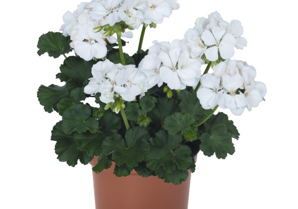Pelargonium zonale Savannah White 2026