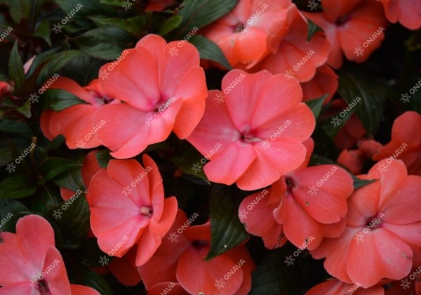 Impatiens Neu-Guinea Magnum Wild Salmon