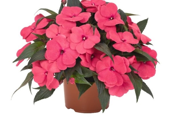 Impatiens Neu-Guinea Magnum Hot Pink