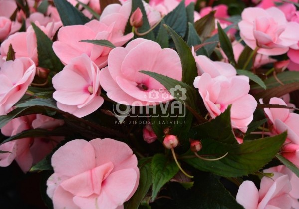 Impatiens Neu-Guinea Petticoat Soft Pink