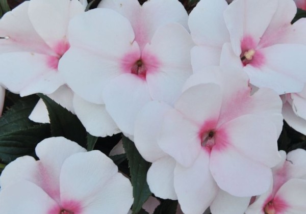 Impatiens Neu-Guinea Magnum White Blush