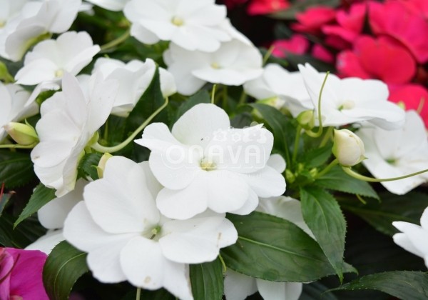 Impatiens Neu-Guinea Petticoat White