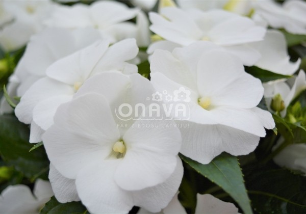 Impatiens Neu-Guinea Magnum Pure White