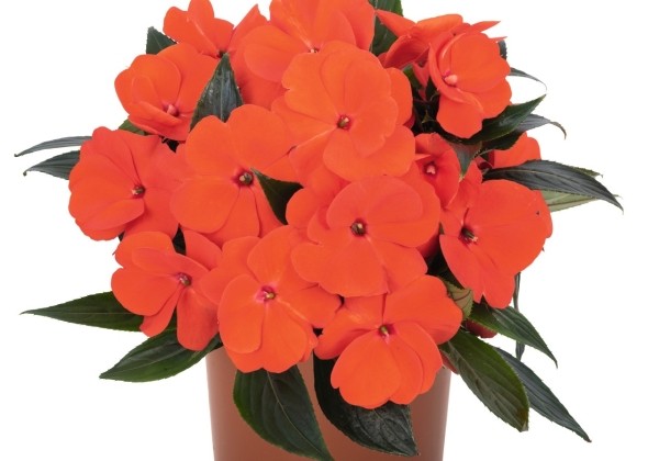 Impatiens Neu-Guinea Petticoat Fire