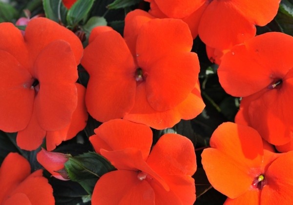 Impatiens Neu-Guinea Magnum Fire