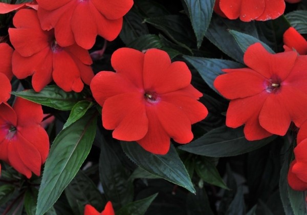 Impatiens Neu-Guinea Magnum Dark Red