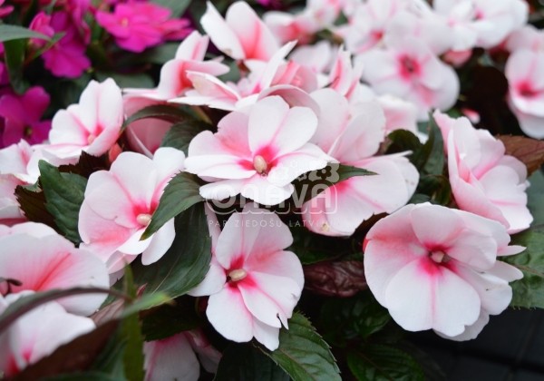 Impatiens Neu-Guinea Petticoat Cherry Blossom (Tamarinda)