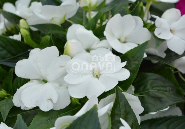 Impatiens Neu-Guinea Petticoat White Late