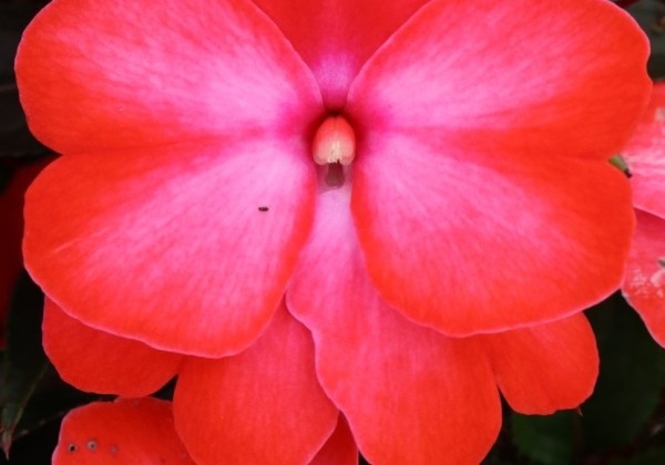 Impatiens Neu-Guinea Petticoat Mango Pie