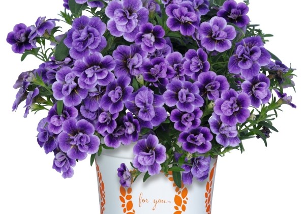 Calibrachoa hybrida Aloha Double Sky Blue