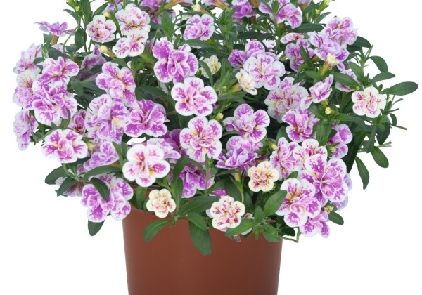 Calibrachoa hybrida Aloha Double Pink Blush