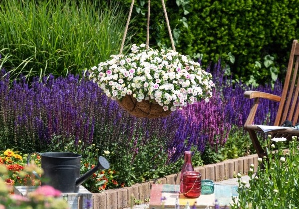 Calibrachoa hybrida Aloha Double Pink Blush