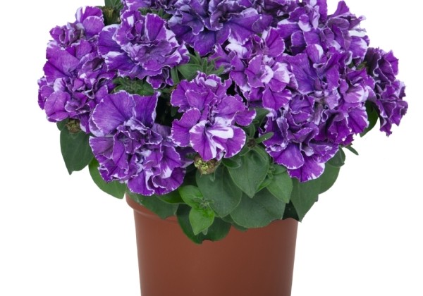 Petunia atkinsiana Origami Lavender Touch