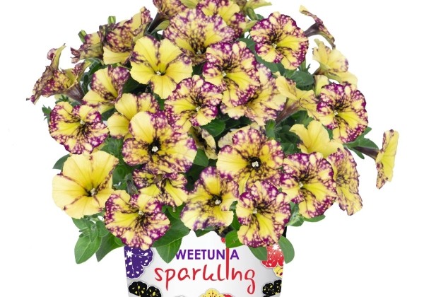 Petunia atkinsiana Sparkling Bee (Intrinsa)