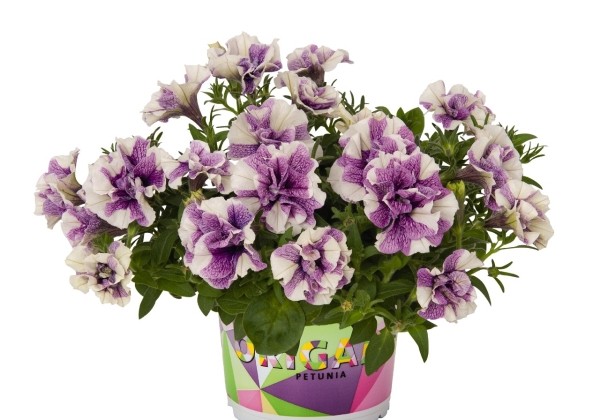 Petunia atkinsiana Origami Lavender Touch