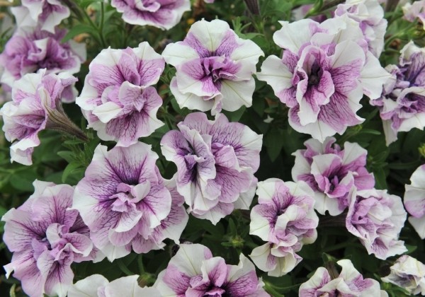 Petunia atkinsiana Origami Lavender Touch