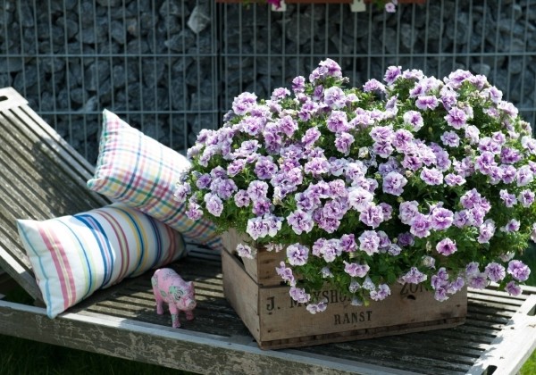 Petunia atkinsiana Origami Lavender Touch