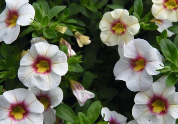 Calibrachoa hybrida Aloha Kona Tiki White