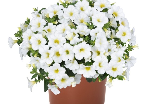 Calibrachoa hybrida Aloha Kona White