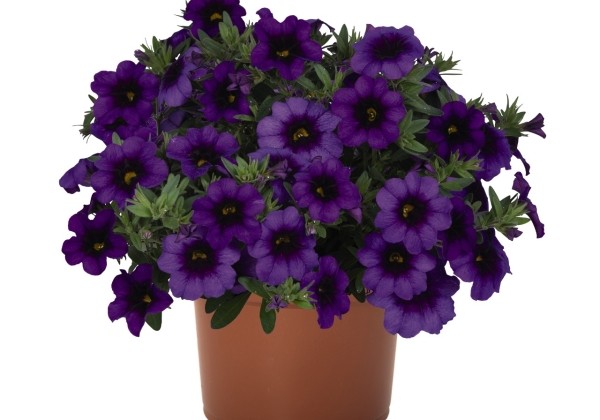 Calibrachoa hybrida Bloomtastic Purple