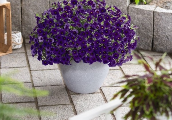 Calibrachoa hybrida Bloomtastic Purple