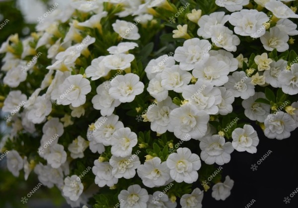 Calibrachoa hybrida Aloha Double White