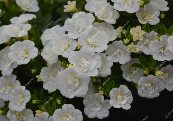 Calibrachoa hybrida Aloha Double White