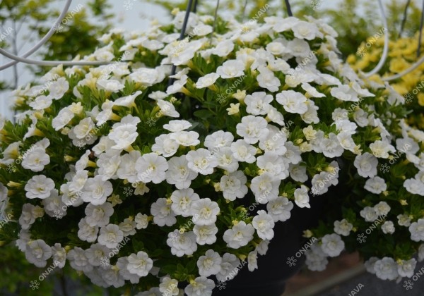 Calibrachoa hybrida Aloha Double White
