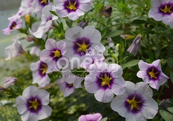 Calibrachoa hybrida Bloomtastic Lavender Quartz