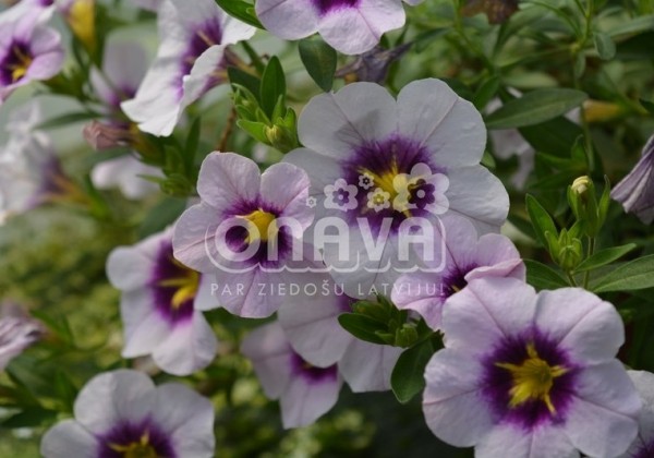 Calibrachoa hybrida Bloomtastic Lavender Quartz