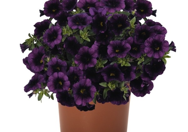 Calibrachoa hybrida Aloha Kona Midnight Purple