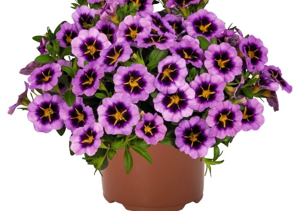 Calibrachoa hybrida Tik Tok Grape