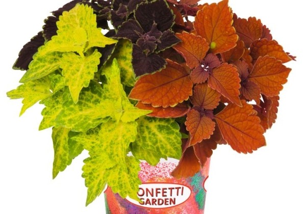 Puķu maisījums Confetti Garden Jackson Square