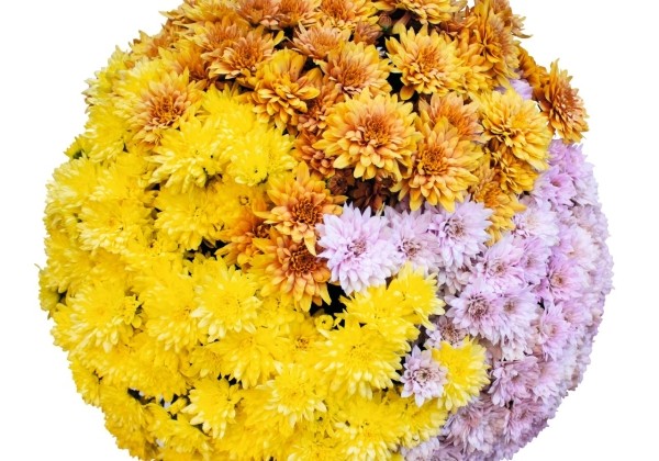 Chrysanthemum Confetti Garden Robinson