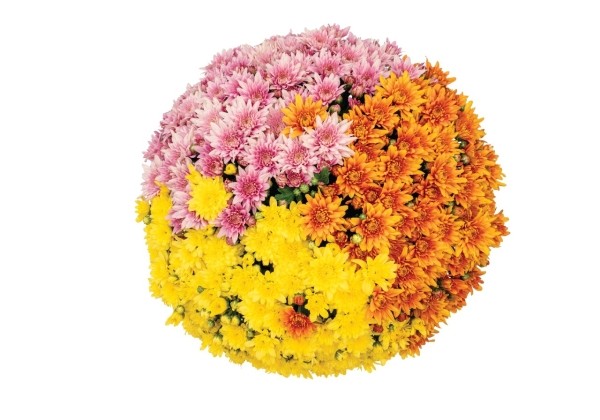 Chrysanthemum Confetti Garden Robinson