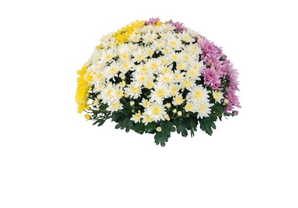 Chrysanthemum Confetti Garden Ruth