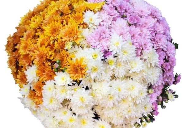 Chrysanthemum Confetti Garden Mays