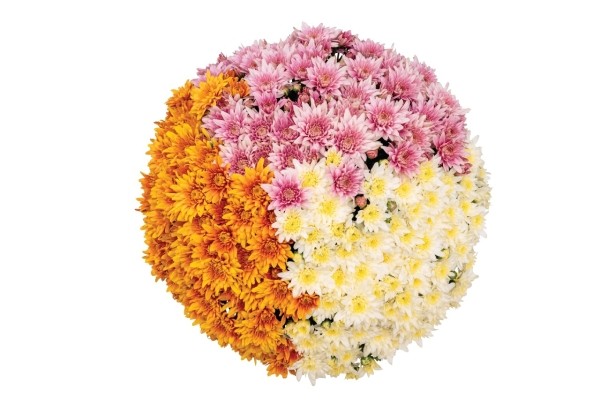 Chrysanthemum Confetti Garden Mays