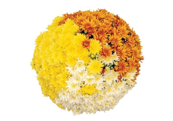 Chrysanthemum Confetti Garden Mantle