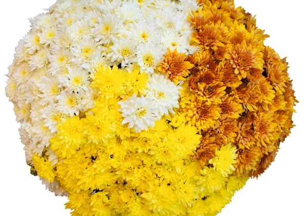 Chrysanthemum Confetti Garden Mantle