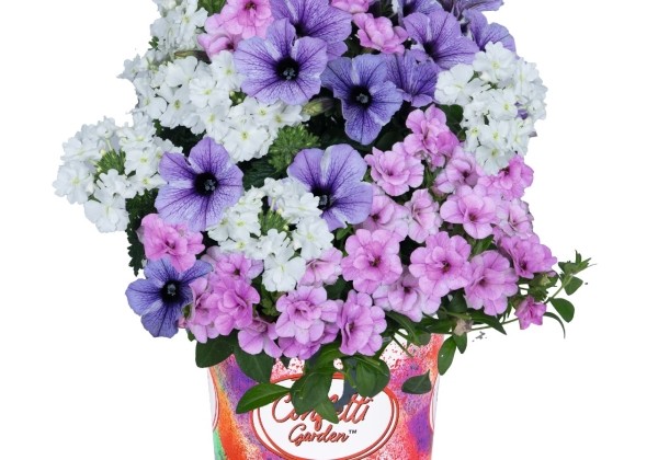 Puķu maisījums Confetti Garden Blueberry Cake