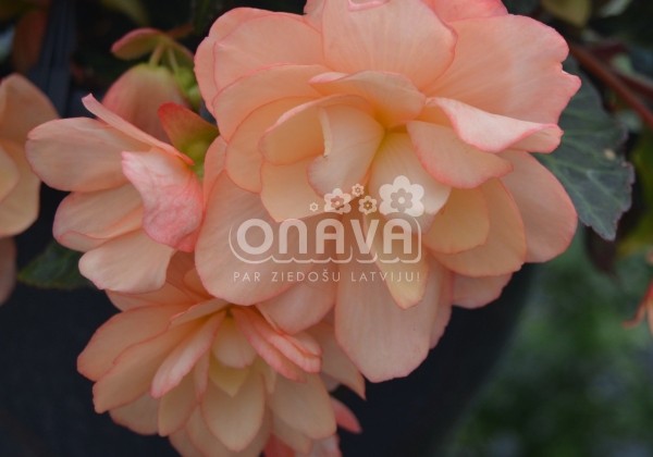 Begonia hybrida I´CONIA Miss Montreal