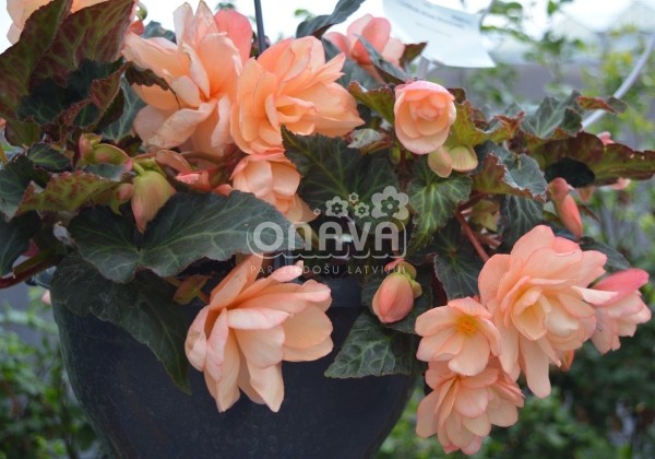 Begonia hybrida I´CONIA Miss Montreal