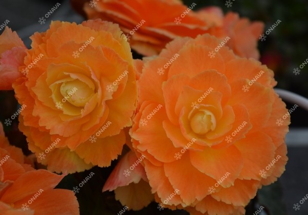 Begonia hybrida I´CONIA Portofino Citrix