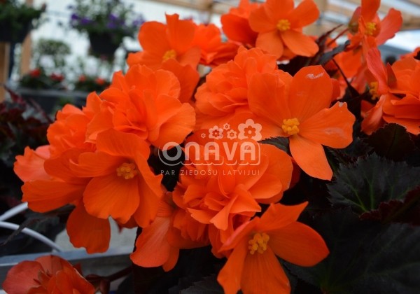 Begonia hybrida I´CONIA Portofino Orange