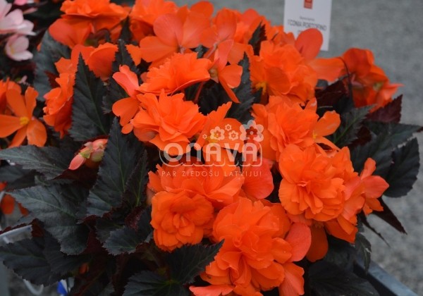 Begonia hybrida I´CONIA Portofino Orange