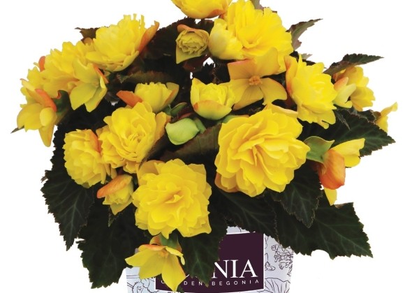 Begonia hybrida I'CONIA Portofino Yellow